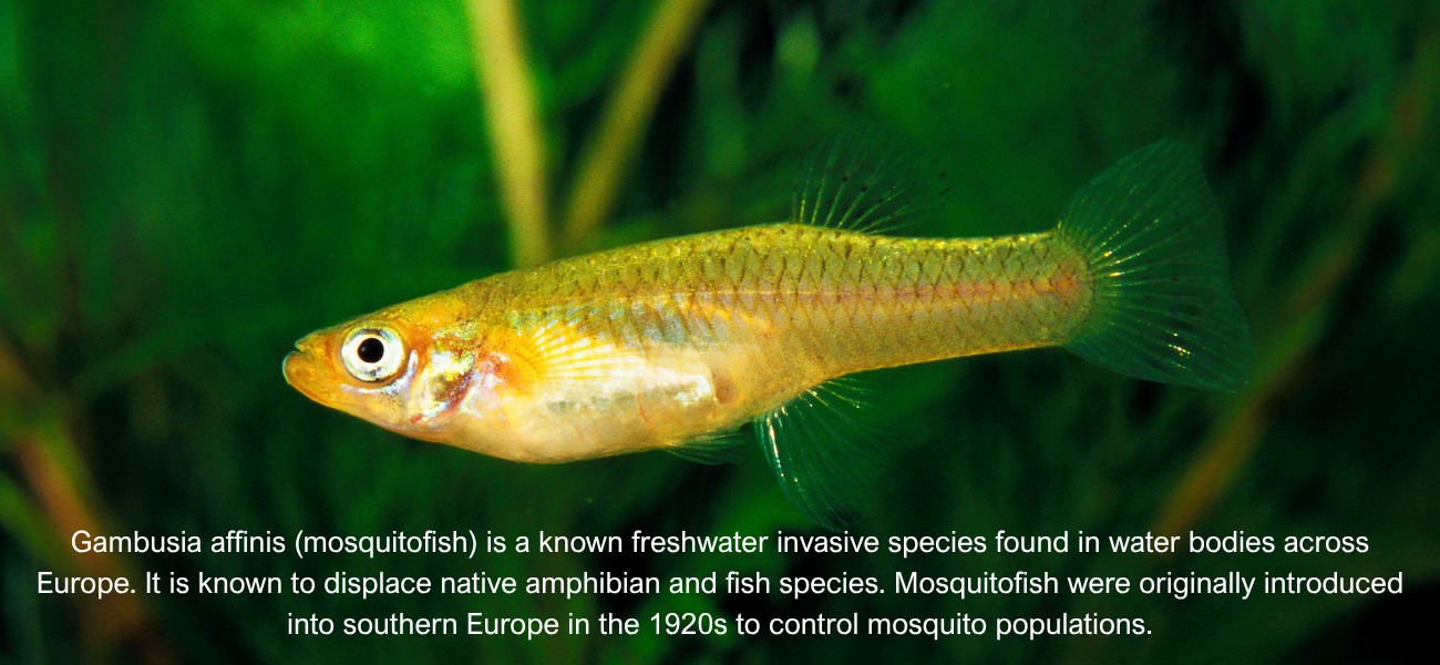 Advancing Ukraine’s alignment with EU regulation on invasive species 