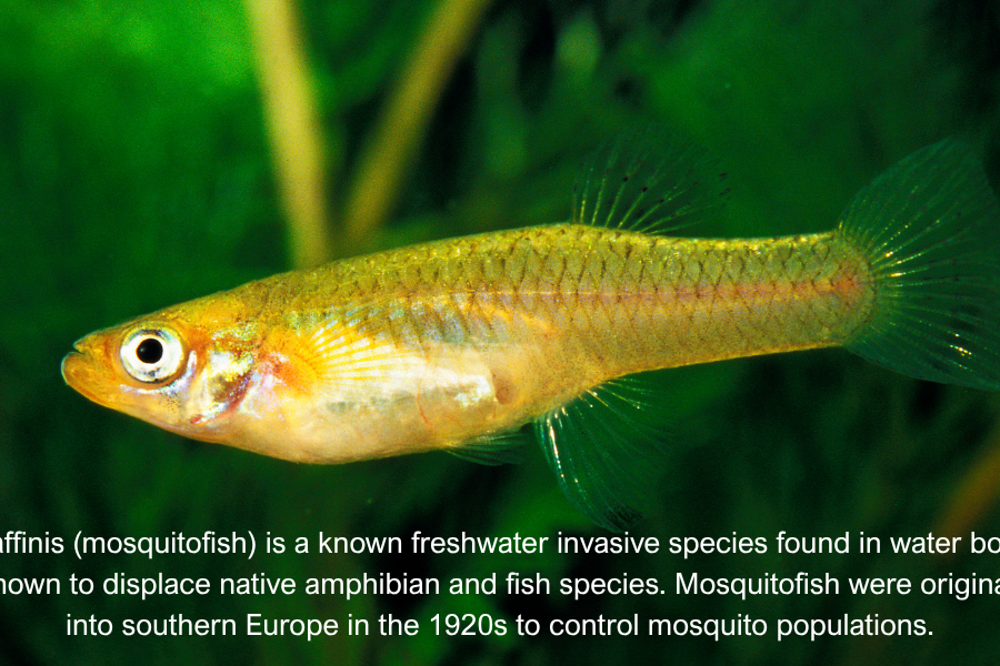 Advancing Ukraine’s alignment with EU regulation on invasive species 